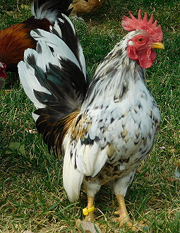 Serama Hatching Eggs