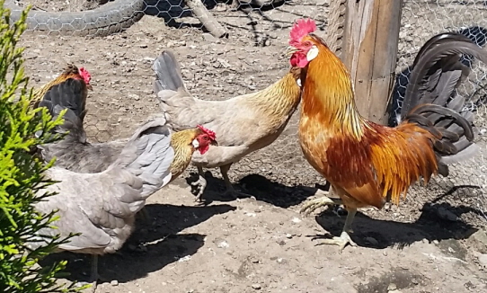 Unavailable Icelandic Hatching Eggs