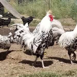 Silver Spitzhauben