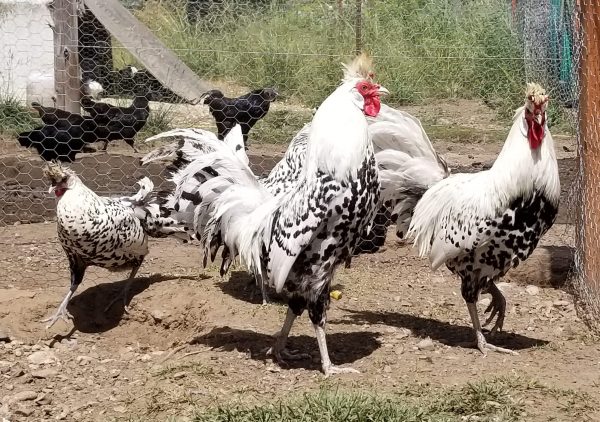 Silver Spitzhauben