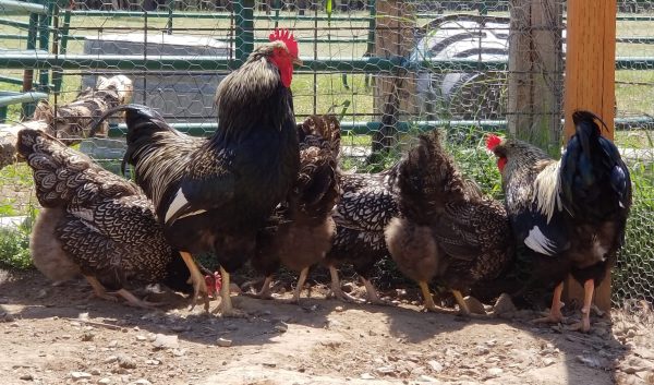 Silver Double Laced Barnevelder