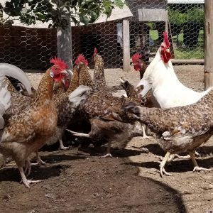 55 Flower Hen