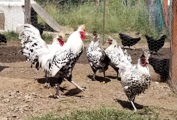 Silver Spitzhauben